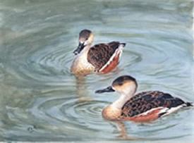 Wandering Whisling Ducks watercolour by J Horn